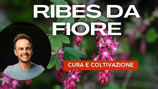 Ribes da fiore tutto quello che cè da sapere per averlo nel proprio giardino [upl. by Attenrev]