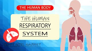 Respiratory System Working Model  Lungs Model with balloons  Science Project  Craft Girl Navreet [upl. by Hendel]