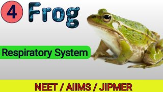 Respiratory System  Frog  Structural org in animals  NEET  AIIMS [upl. by Kcajyllib501]