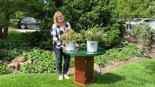 Kelly’s Corner Proven Winners Happy Face Hearts Potentilla amp Yuki Cherry Blossom Deutzia [upl. by Edieh923]