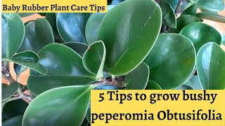 How to grow a bushy Peperomia Obtusifolia plant [upl. by Moclam172]