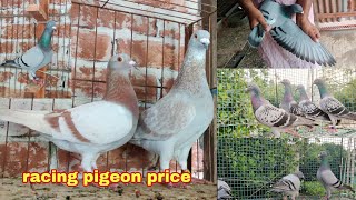 কম দামে নতুন রেসার কবুতর নিয়ে। Racer pigeon price in Bangladesh [upl. by Secor775]