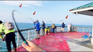 Most INSANE PIER Fishing In Florida Catch amp Cook [upl. by Vocaay]