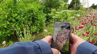 Glasgow Botanic Gardens July 2024 [upl. by Greenwood]