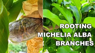 Easily Rooting Michelia Alba White Chamaca Branches  Magnolia Alba Air Layering Update 白兰空中压条繁殖 [upl. by Aramak747]