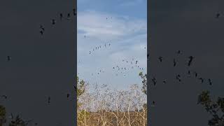 Snow Geese Sacramento NWR November 9 2024 [upl. by Annuahs]