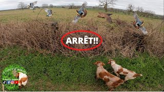 Chasse au chien darrêt à lépagneul breton sur petit gibier avec bécassine et perdrix [upl. by Bala]