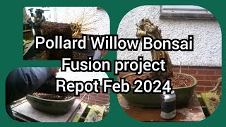 Pollard Willow Fusion Bonsai Project Repot Feb 2024 [upl. by Ettenwahs143]