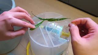 1 Microsorum sp How to Reproduce Fast Attach leaf to the driftwood [upl. by Naihtsirc]