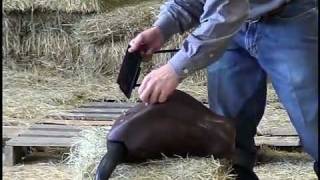 Quick Release Head Roping Dummy [upl. by Bullock670]