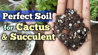 Make Perfect Potting Mix for Succulent and Cactus  Best Potting Mix for Succulents and Cactus 🌵🌵 [upl. by Drus]