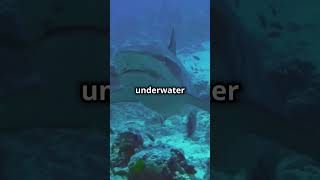 Did You Know Some Sharks have a Superpower [upl. by Ceporah]