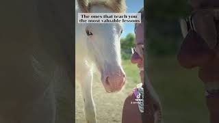 Gypsy Vanner Horses at HorseFeathersFarmTNcom [upl. by Lau]