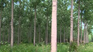 Proyectos Forestales  Como la Naturaleza los bosques implantados Clip [upl. by Norihs]