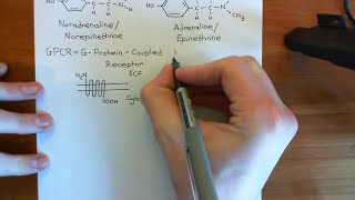 The Adrenergic Receptors Part 1 [upl. by Yerffoeg]