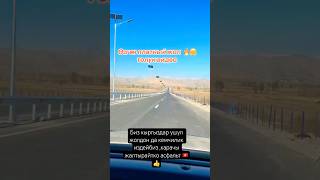 Озгон жаны жол 🇰🇬 kyrgyztan travel horse automobile kyrgystan [upl. by Helmut]