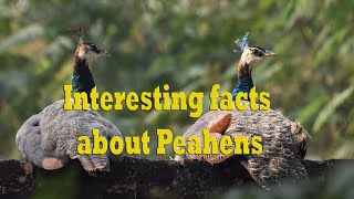 Interesting facts about peahens birds nature interestingfacts informativevideos educative [upl. by Whorton604]