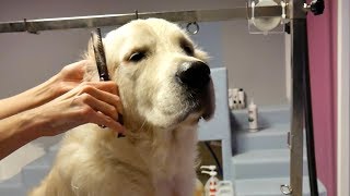 Grooming Guide  How to Groom a Golden Retriever 45 [upl. by Methuselah]