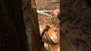 ASMR Rubber Tapping for Latex Collection  Peaceful Forest Sounds  Rural Life [upl. by Ellennahs]