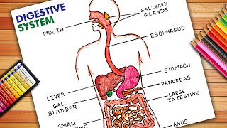 How To Draw Human Digestive System Diagram Easily  Human Digestive System  Digestive System [upl. by Chan]