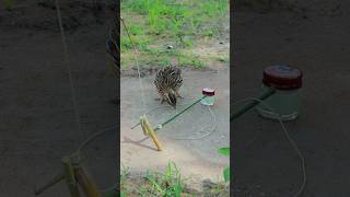 Creative DIY techniques for building quail trap shortvideo ytshorts birds [upl. by Gibbie401]