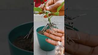 Grow Rose Plant By Flower  rosegardening gardeningdiaryrosetips flowers [upl. by Ahsir]