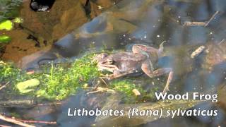 Lithobates Rana sylvaticus  Wood Frog [upl. by Ettedualc]