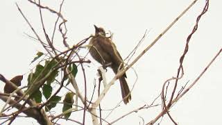 Tanimbar Friarbird  Philemon plumigenis [upl. by Quartis]