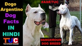 Dogo Argentino Dog Facts In Hindi  Popular Dogs  TUC  The Ultimate Channel [upl. by Lunn]