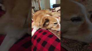 The Idiot by Stan Rogers justsingin it w my dog [upl. by Rech]