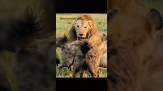 hyena attack lion animals viral lionhunting shortvideo lion hyena shortfeed wildlife hyena [upl. by Reese324]