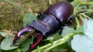 Lucanus cervus stag beetle [upl. by Yorle]