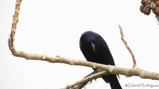 Molothrus bonariensis Shiny cowbird  Chamón Puerto Gaitán Meta [upl. by Enrobyalc7]