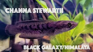 Channa Stewartii  Black Galaxy  Himalaya and Arunachal comparison 4K ENG [upl. by Mirabella745]