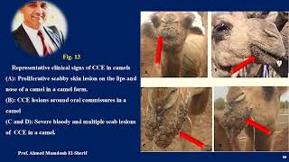 Camel Contagious Ecthyma CCE [upl. by Hollander]