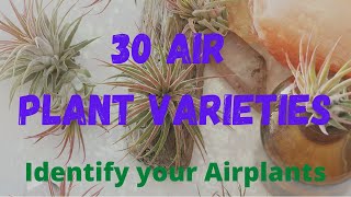 30 AIR PLANT VARIETIES  IDENTIFY YOUR AIR PLANTS [upl. by Anyah518]