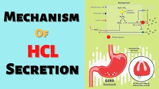 Mechanism of HCL Secretion Gastric Acid Secretion Mechanism Physiology Made Easy [upl. by Ramedlav]