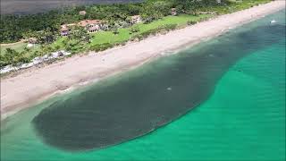 Mullet Run 2023 Boynton Beach Inlet [upl. by Nohsad]