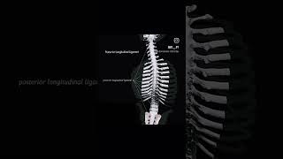 Posterior longitudinal ligament anatomy viralvideo biology science ytshort ytviral [upl. by Hnah]