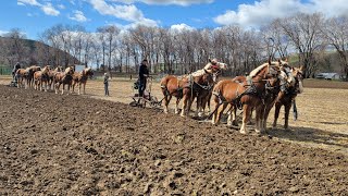 Spring Plowing With Horses And Mules  Day 1 in Pomeroy WA [upl. by Princess95]