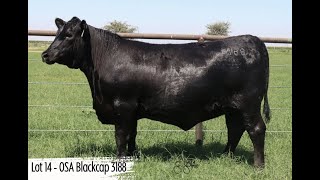 Lot 14  OSA Blackcap 3188 [upl. by Dnomasor]