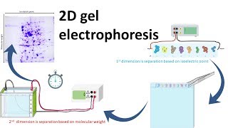 2D gel electrophoresis [upl. by Eleaffar]