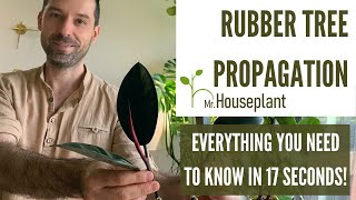 Rubber Tree Propagation All You Need to Know in 17 Seconds [upl. by Nauwaj]