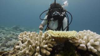 Coral Reef CPR Scientists and the Maldives Coral Bleaching 2016 [upl. by Ginny]