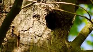 Common Starlings Sturnus vulgaris bringing food to tree cavity nest 3 [upl. by Shandra]