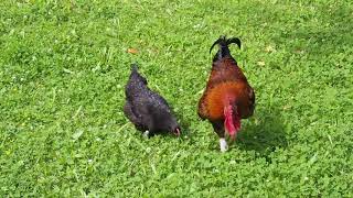 Coq Marans féconde ses poules  Rooster Marans fertilized his chickens [upl. by Av]