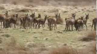 Wild Red Deer on Exmoor [upl. by Yedarb]