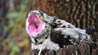 POTOO  Masters of Camouflage in the Bird Kingdom [upl. by Anekahs]