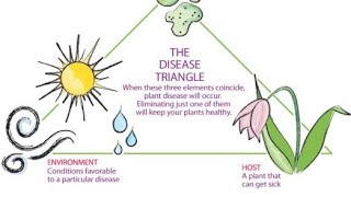 disease triangle plant pathology factors affecting disease developmentepidemiology class [upl. by Olshausen988]