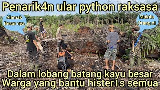 VIRAL PENAR1KAN KELUAR NYA ULAR PYTHON RAKSASA DARI LOBANG BATANG KAYU DI KEBUN WARGA SEMUA HEBOH [upl. by Dyrrej]